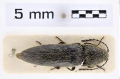 Foto (Dorsalansicht) von Melanotus kolibaci (Platia & Schimmel, 2001) (NHMW-ZOO-COL-0007648)
